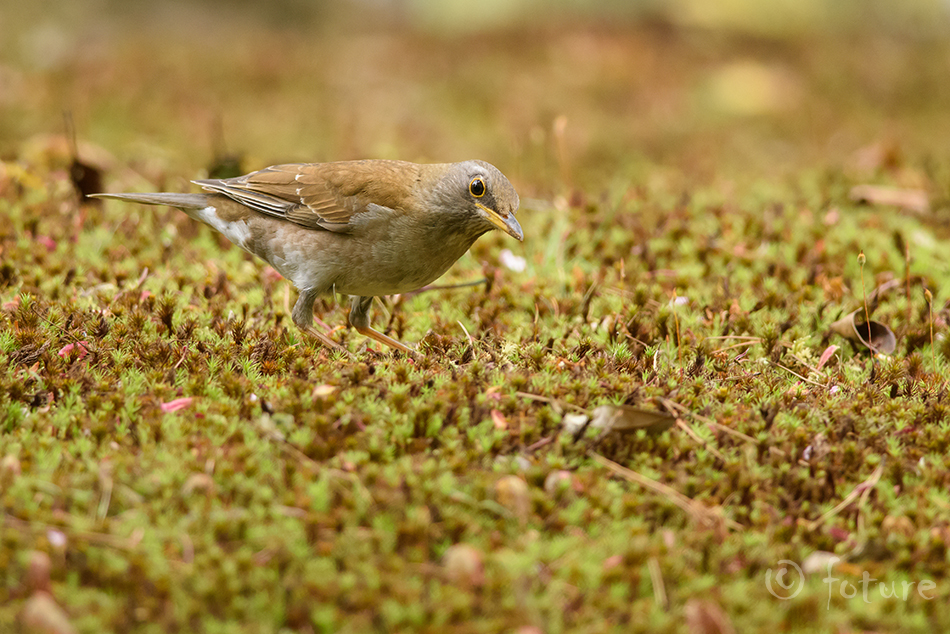 Mandžuuria rästas, Turdus pallidus, Pale Thrush, mandzuuria