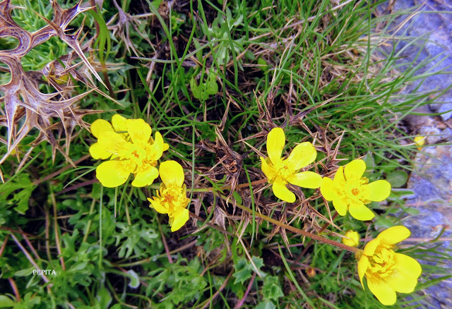 Botón de oro, Ranunculus demissus, Flora, Sierra Nevada