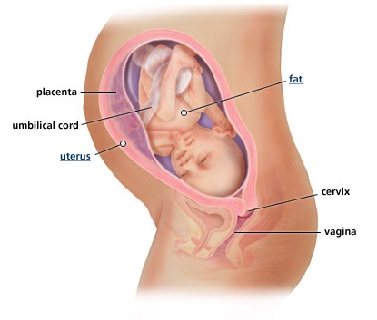 Doa Ketika Bayi Dalam Kandungan