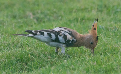 Eurasian Hoopoe (Upupa epops) 