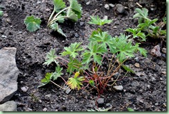 Geranium 'Orion'