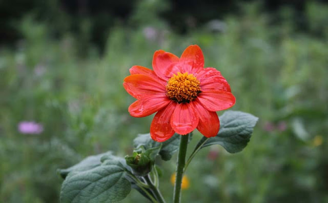 Mexican Sunflower Pictures