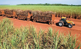 Presidente Bolsonaro assina decreto que simplifica e desburocratiza zoneamento de plantio de cana-de-açúcar