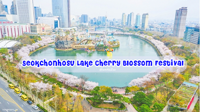 เทศกาลชมดอกพ็อตโกตที่ทะเลสาบซอกชอน (Seokchonhosu Lake Cherry Blossom Festival)