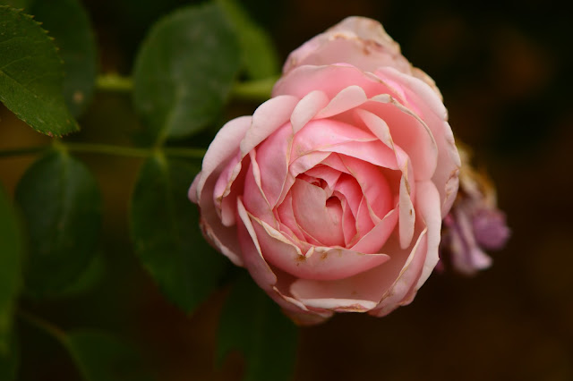 amy myers, photography, garden, rose, david austin rose, st swithun, journal of a thousand things