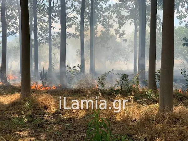 Λαμία: Πυρκαγιά κοντά στα διόδια της Μαυρομαντήλας (φωτογραφίες)
