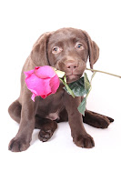 Perrito trae en su ocico una rosa para su pareja adorada