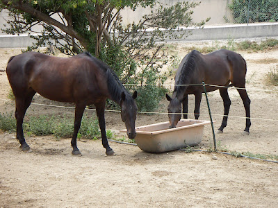 ocalis, selle francais, jument, saumur, cheval, marseille