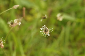 wildflowers in Norfolk in spring