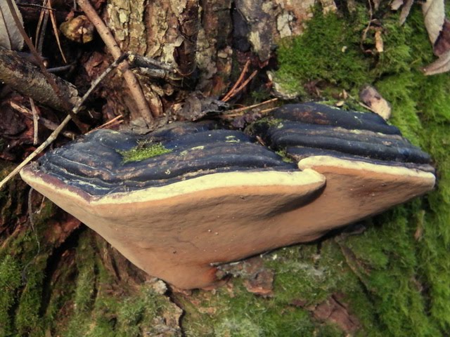 Phellinus igniarius