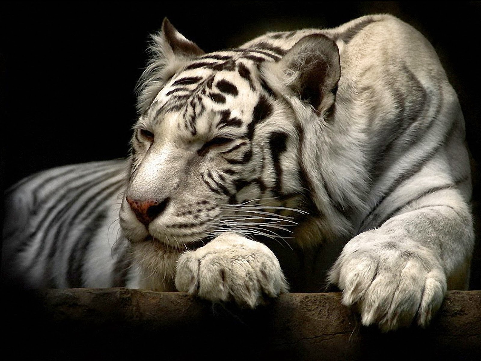 White Tiger 3D Anime Black Wallpaper 3D Art Wallpaper HD Free