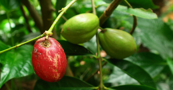 Info Penting Ciri Tanaman Mahkota Dewa, Kerajinan Daun