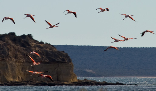 Flamencos Golfo San José Península Valdés Patagonia