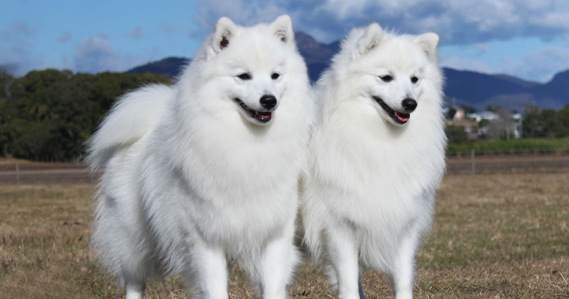 Japanese Spitz Dog Breed The Playful Fox Like All White Dog The Pets Dialogue