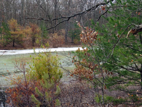 wetland with dying trees