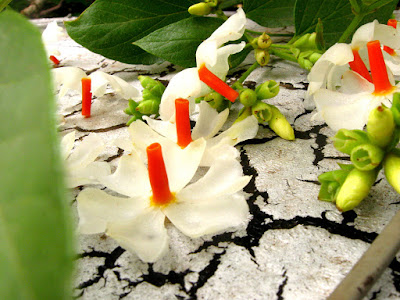 Parijata Flower Image