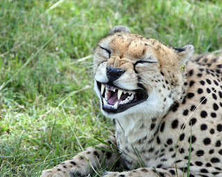 tigre enseñando los dientes