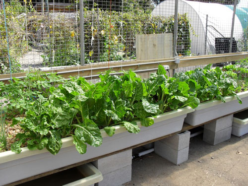 Aquaponics Information: Basic Facts You Need to Know