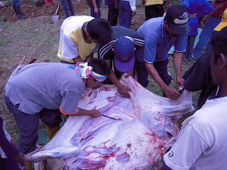 tanggalkan kulit lembu