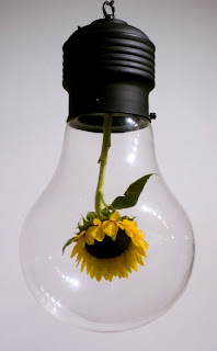 Sunflower in a light bulb