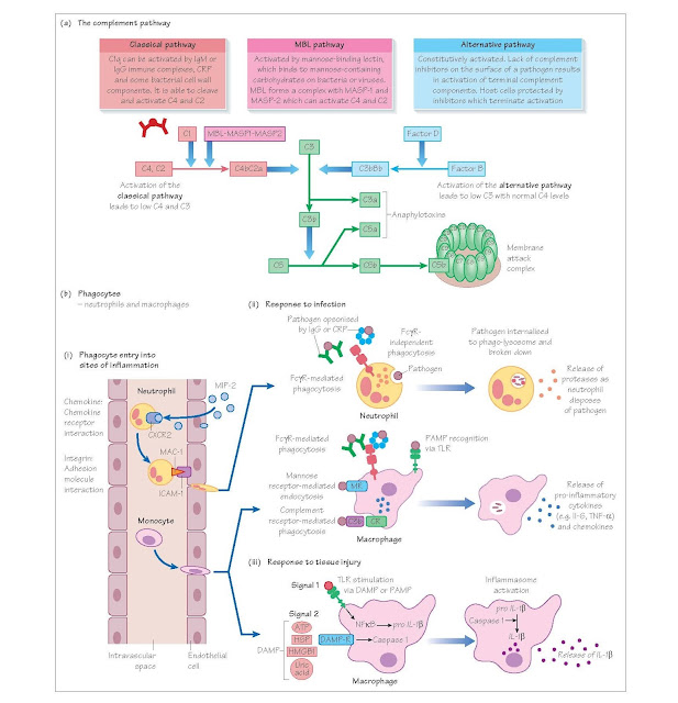 Innate Immunity, The complement system, Pentraxins, Phagocytes, Mast cells, Natural killer cells