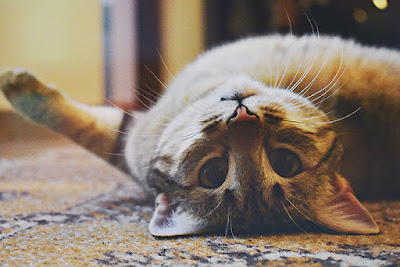 A tabby cat is lying on it's back on carpet and is looking into the camera