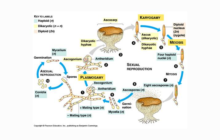 Gambar Ascomycota  Pengertian Ciri Struktur Tubuh 