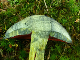 Boletus subvelutipes - Bolet à pied velu