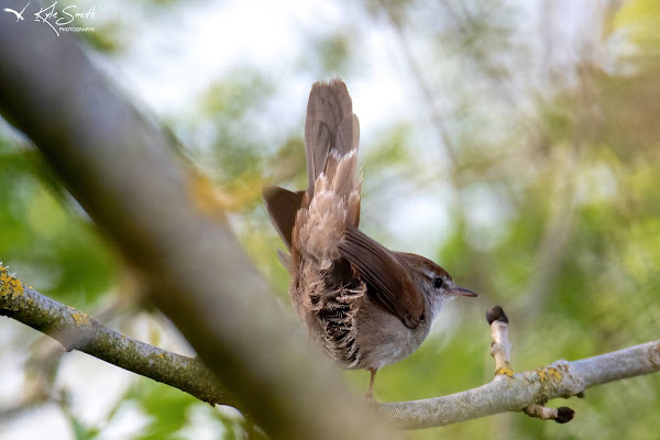 Cetti's warbler