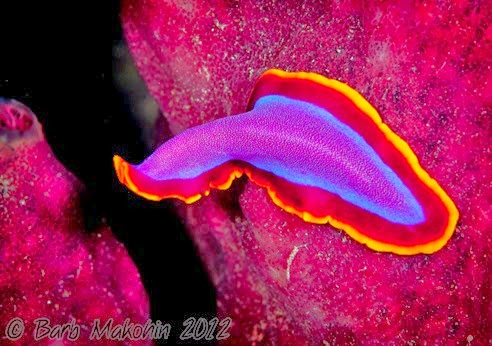 Amazing Pictures of Animals, Photo, Nature, Incredibel, Funny, Zoo, Pseudoceros ferrugineus, Fuchsia flatworm, flatworm, Alex (1)