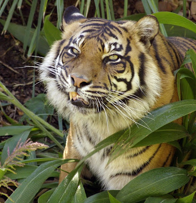 smiling tiger real in indonesia