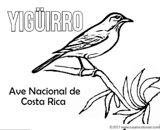  El Yigüirro es el Ave Nacional de Costa Rica.