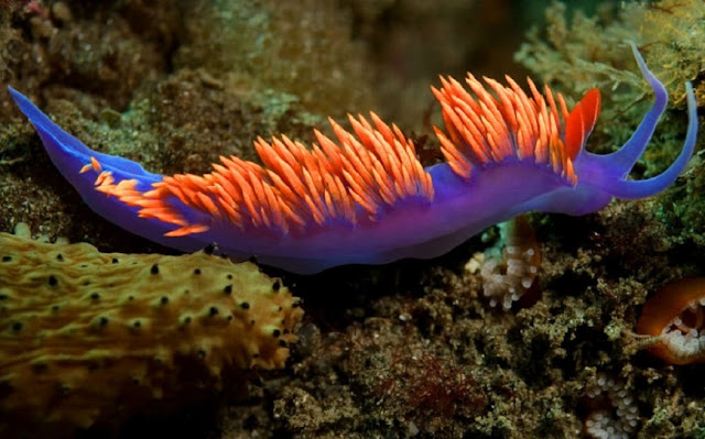 Nudibranquios 1