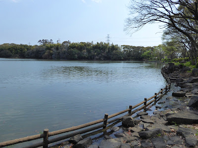 【池の水ぜんぶ抜く】大阪府枚方市・山田池の水・その後の様子（2019年4月）