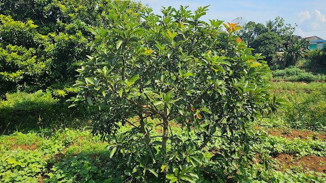 Jual kebun alpukat Miki