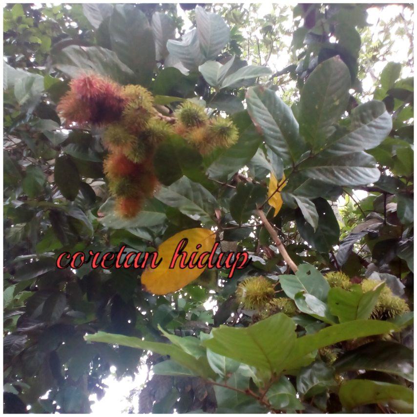 CORETAN HIDUP Rambutan durian 