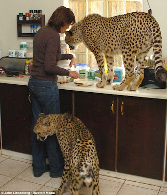 cheetah tattoo
