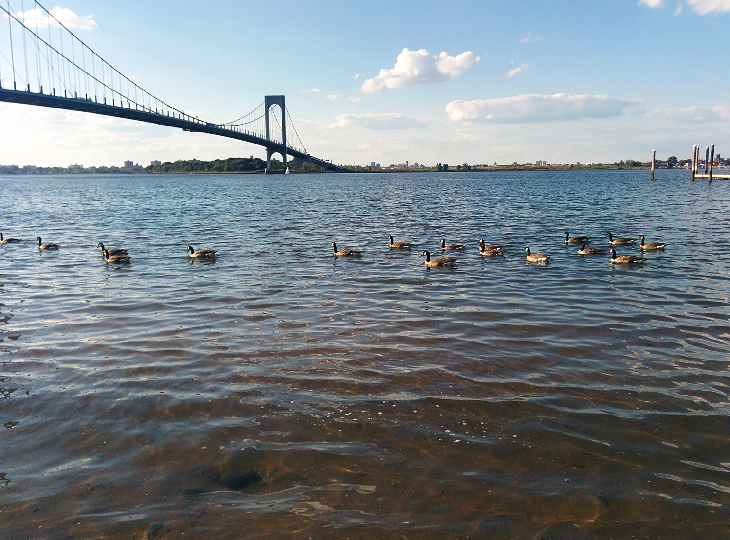 swimming geese