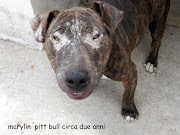 MARILYN MONROEincrocio Pit/Bull Terrier in Spagna CERCA CASA IN ITALIA, . (marylin)