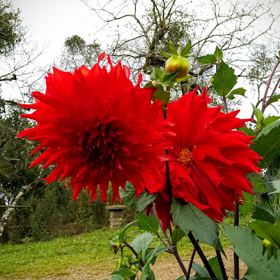 Nome Científico: Dahlia pinnata Nomes Populares: Dália, Dália-de-jardim, Pinnate dahlia, Aztec Dahlia, Dahlia, Garden Dahlia. Família: Asteraceae