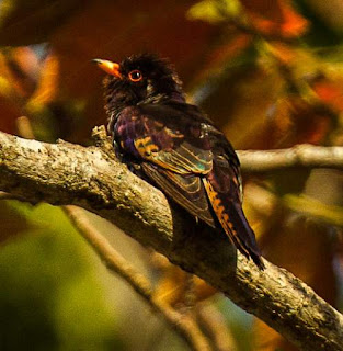 Violet cuckoo - Chrysococcyx xanthorhynchus