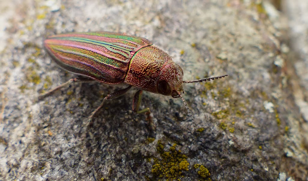 Buprestis striata