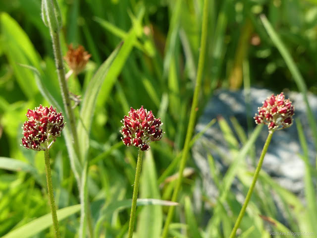 076: pointy red seeds