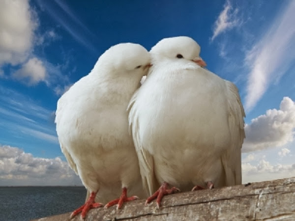 Beautiful Love Pigeons HD Wallpaper Free 
