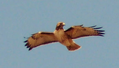 raptor hovering over Yaquina Head