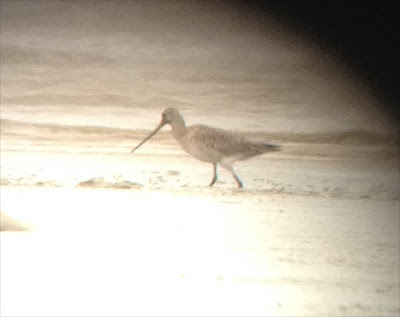 Asian Dowitcher (Limnodromus semipalmatus)