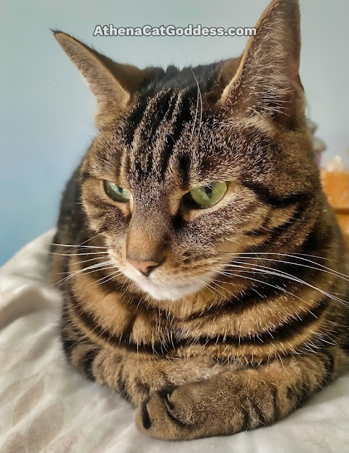 tabby cat curled up paws