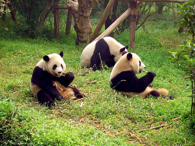 Great Pandas no longer endangered