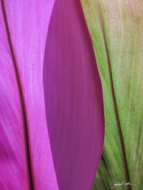 Leaves in magenta and green (www.milind-sathe.com)