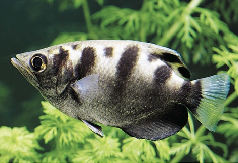 gal_super_archer_fish